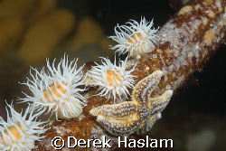 Kelp stem. Scotland. D200, 60mm. by Derek Haslam 